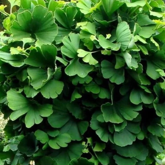 Ginko biloba Mariken - Magas törzsű törpe páfrányfenyő