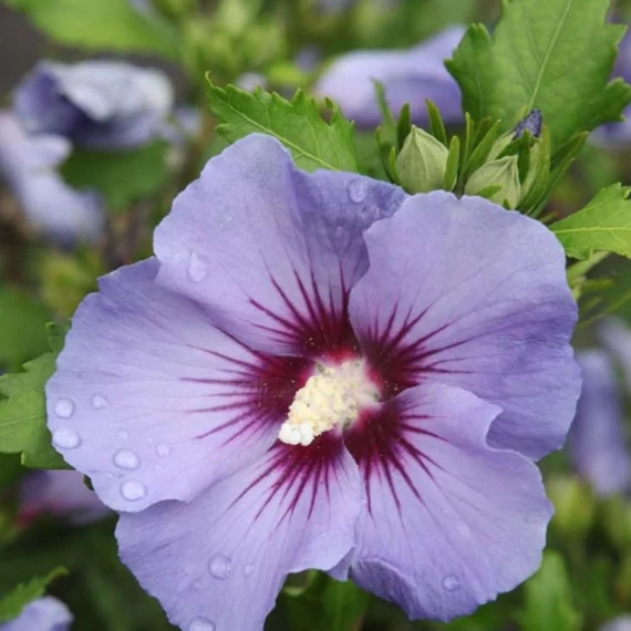 Hibiscus syriacus Sup Blue- Mályvacserje