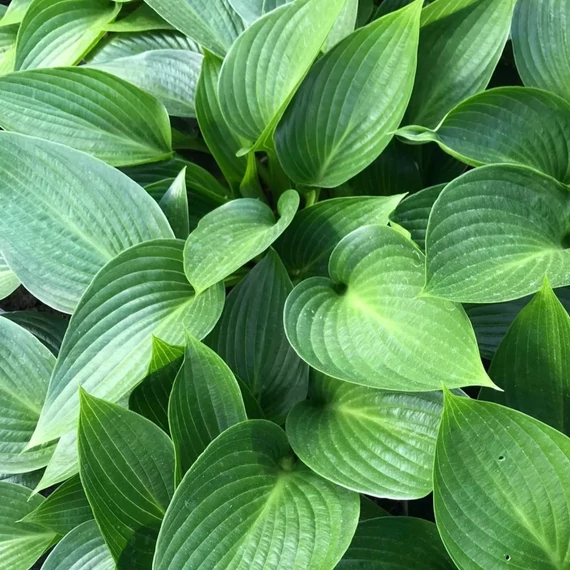 Hosta tardiana Devon Green -Árnyékliliom
