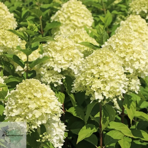 Hydrangea paniculata Limelight - Bugás hortenzia