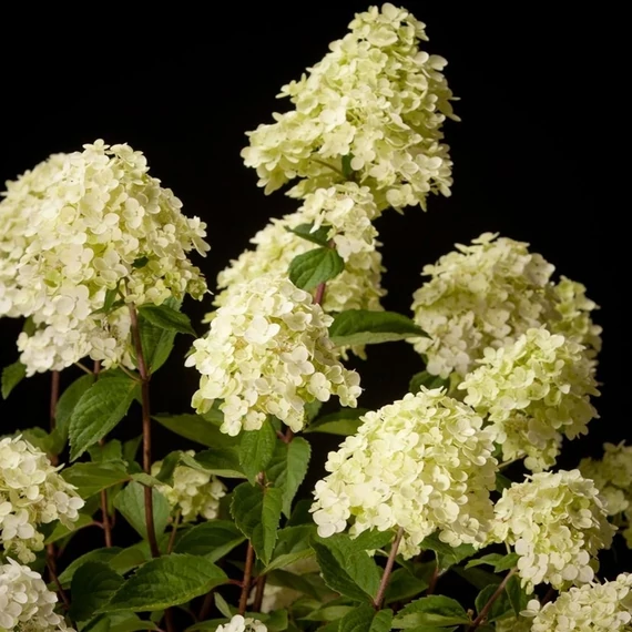 Hydrangea paniculata Silver Dollar - Bugás hortenzia