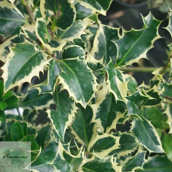 Ilex aquifolium Argenteomarginata - Tarka levelű Magyal