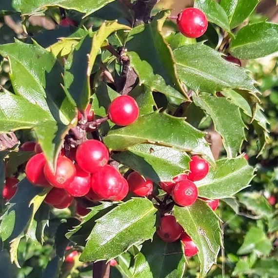 Ilex crenata Glory Gem - Törzses csipkéslevelű Magyal