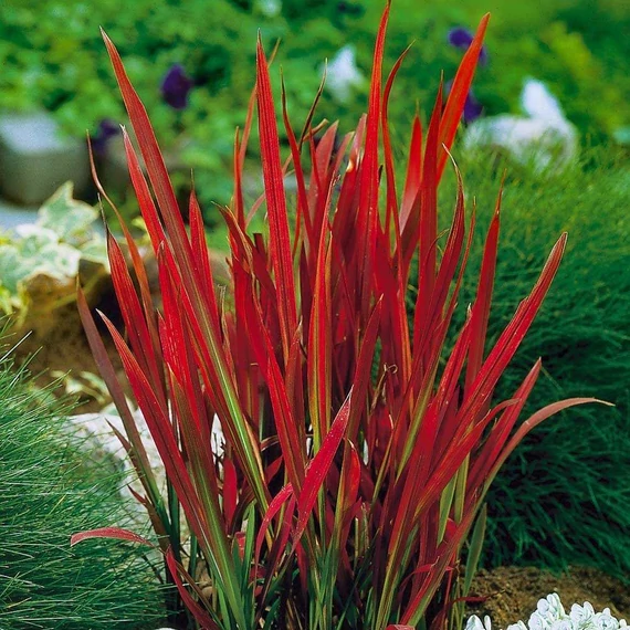 Imperata cylindrica Red Baron - Japán vérfű
