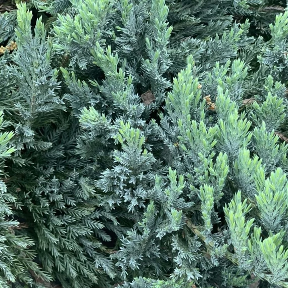 Juniperus horizontalis Blue Chip - Kék terülő Henyeboróka