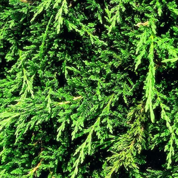 Juniperus horizontalis Prince Of  Wales  - Terülő Henyeboróka