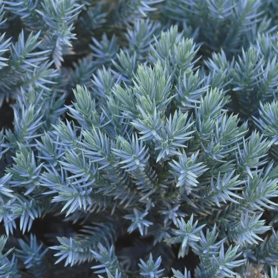 Juniperus squamata Blue Star - Kék törpe terülő himalájai boróka