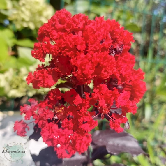 Lagerstroemia indica Black Diamond Red - Bordó levelű kínai selyemmirtusz fa