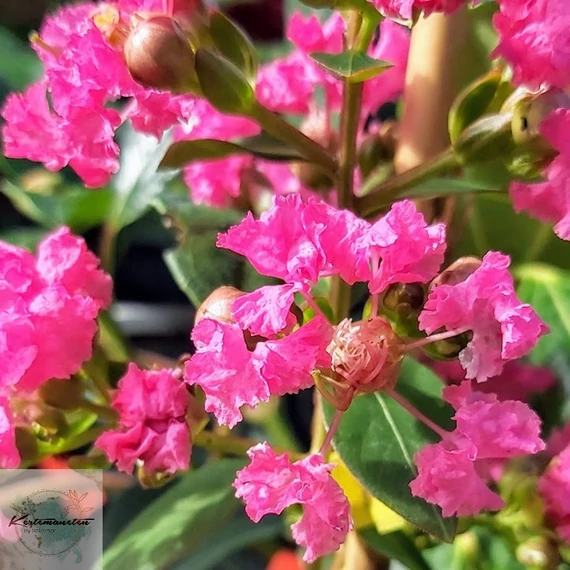Lagerstroemia indica Coccinea- Kínai selyemmirtusz fa