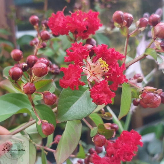 Lagerstroemia indica Dynamite - Kínai selyemmirtusz