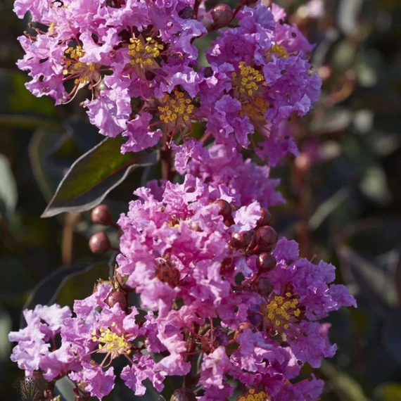 Lagerstroemia indica Black Diamand Levander Lace - Bordó levelű kínai selyemmirtusz fa