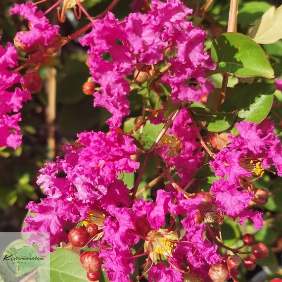 Lagerstroemia indica Rosea Nova - Kínai selyemmirtusz