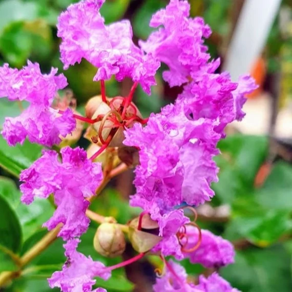 Lagerstroemia indica Superviolacea  - Kínai selyemmirtusz 