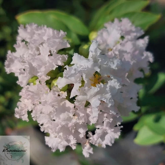 Lagerstroemia indica With Love Babe - Törpe kínai selyemmirtusz 