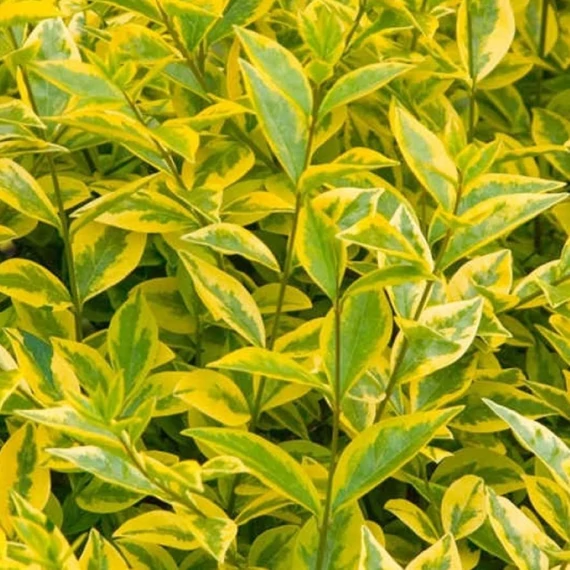 Ligustrum ovalifolium Variegata  - Tarka levelű fagyal