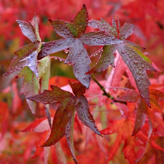 Liquidambar styracifula Lane Roberts - Ámbrafa