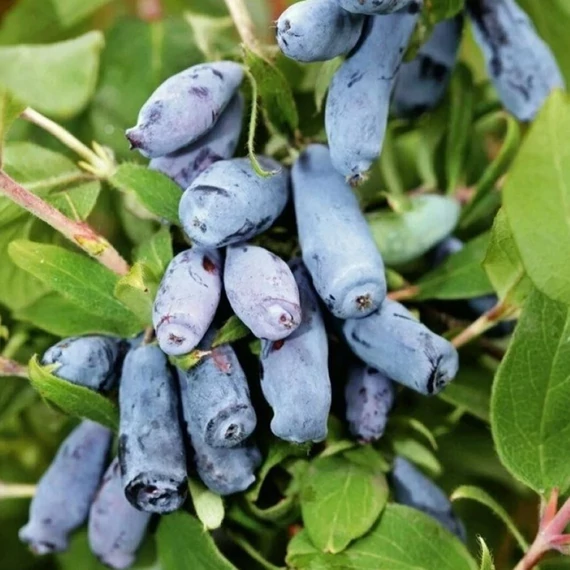 Lonicera kamtschatica - Kamcsatkai mézbogyó