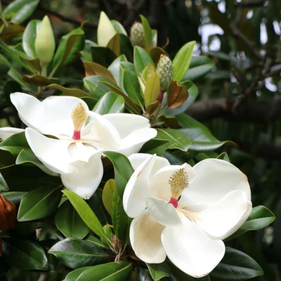 Magnolia grandiflora Goliath - Örökzöld magnólia (Liliomfa)
