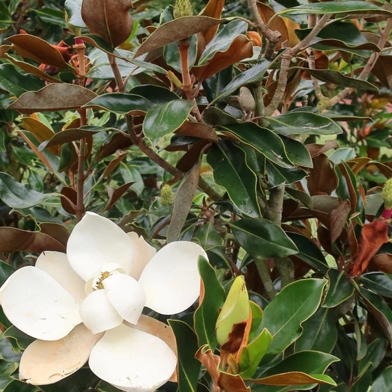 Magnolia grandiflora Little Gem - Törpe örökzöld magnólia (Törpe liliomfa)