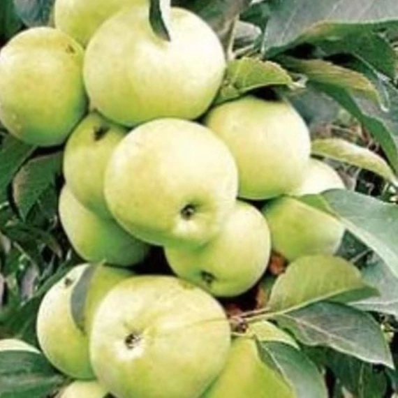 Malus domestica Gold Lane - Oszlopos Gold Lane alma (Füzéralma)