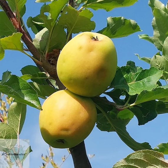 Malus domestica Húsvéti Rozmaring - Húsvéti Rozmaring alma
