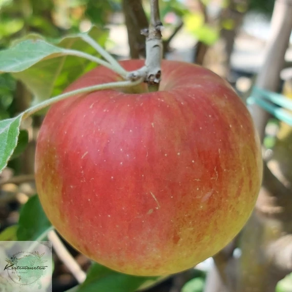 Malus domestica Jonathan M41 - Jonathan M41 alma