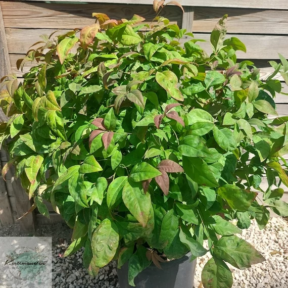 Nandina domestica Blush Pink - Japán szentfa