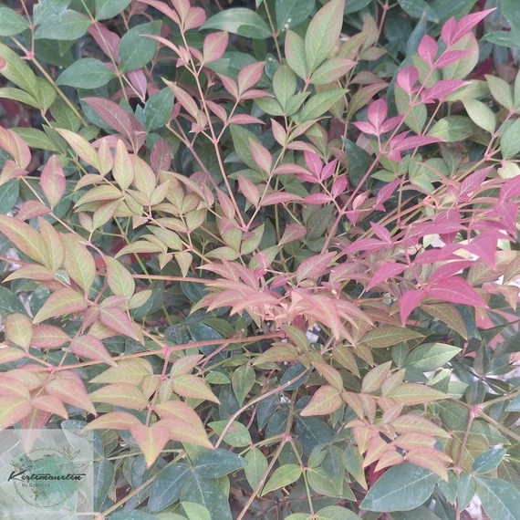 Nandina domestica Obsessed- Japán szentfa