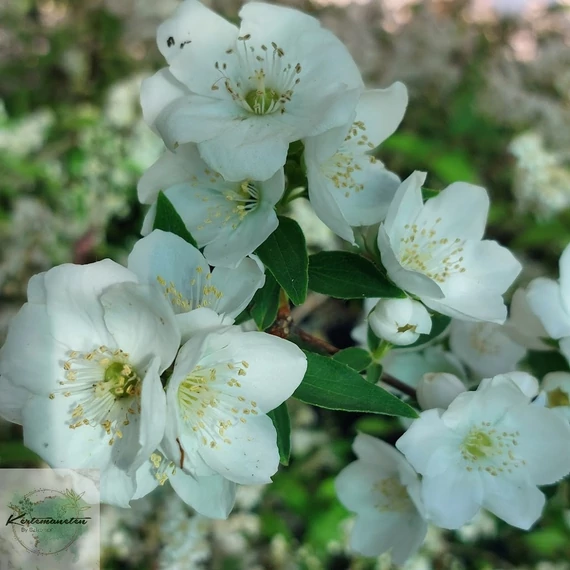 Philadelphus coronarius - Közönséges jezsámen