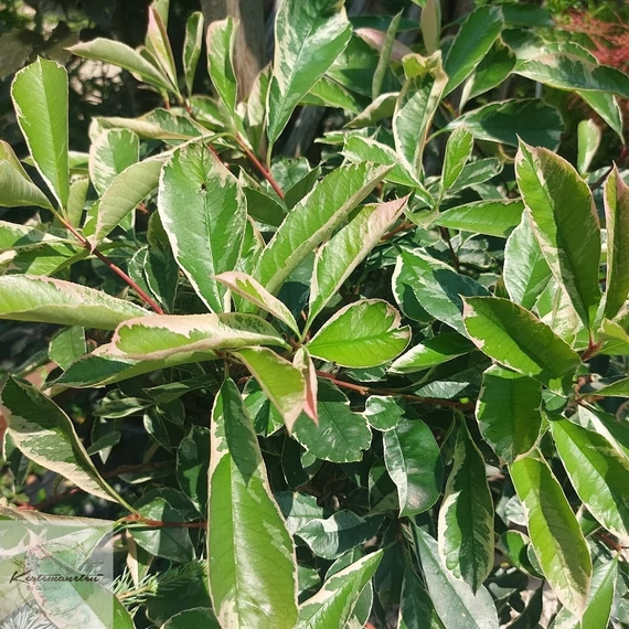 Photinia fraseri Pink Marble - Tarkalevelű Korallberkenye
