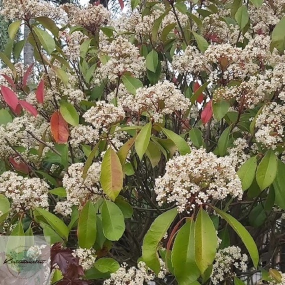 Photinia fraseri Red Robin - Korallberkenye