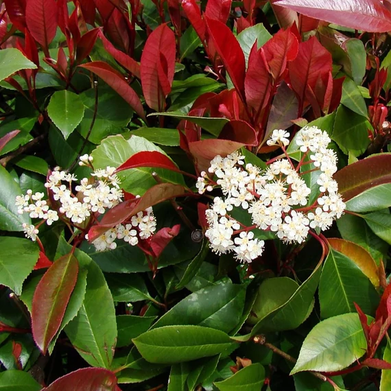 Photinia fraseri Robusta Compacta  - Korallberkenye