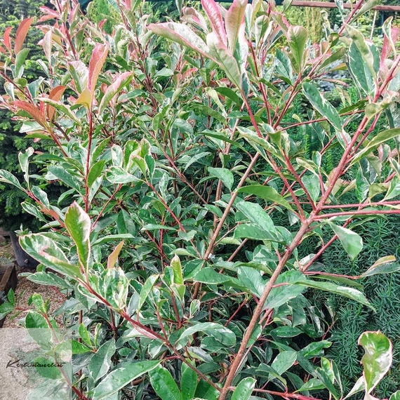 Photinia fraseri Pink Marble - Tarkalevelű Korallberkenye