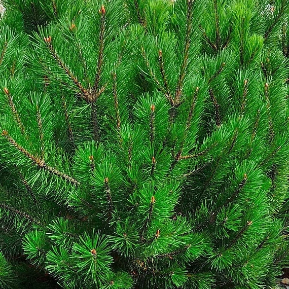 Pinus leucodermis Compact Gem - Törpe páncélfenyő