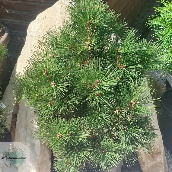 Pinus leucodermis Malinki - Törpe páncélfenyő