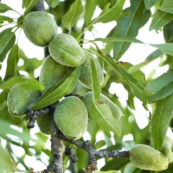 Prunus dulcis Supernova - Supernova mandula
