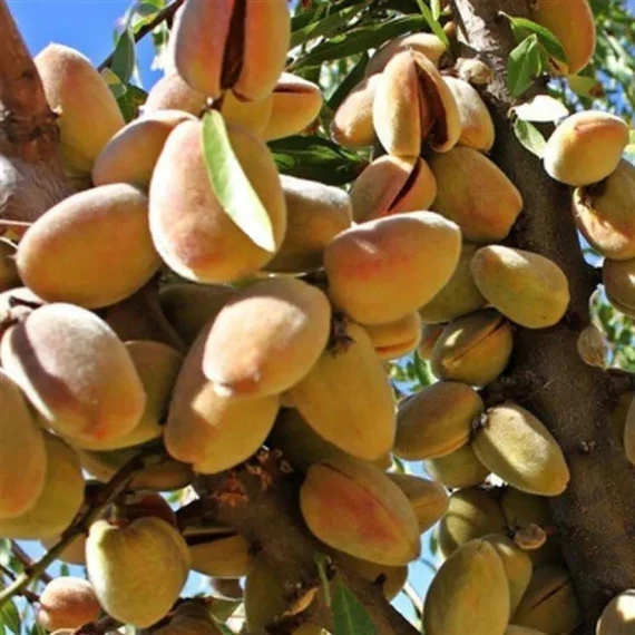 Prunus dulcis Tétényi rekord - Tétényi rekord mandula