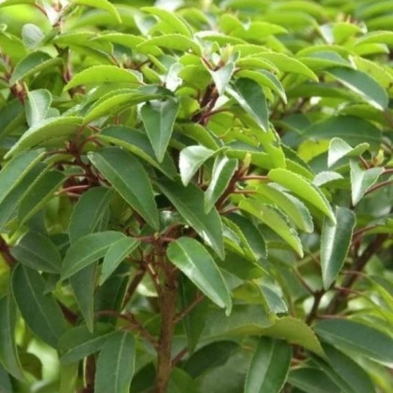 Prunus lusitanica Angustifolia - Portugál Babérmeggy