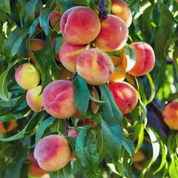 Prunus persica Elberta - Elberta őszibarack