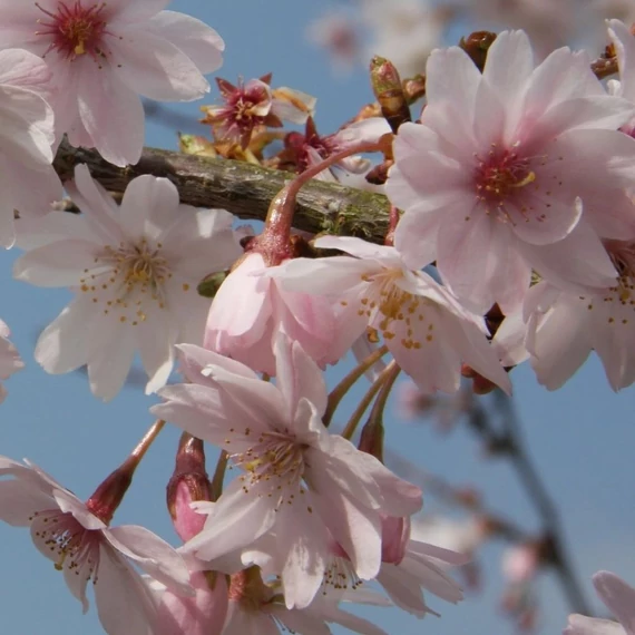 Prunus x subhirtella Autumnalis - Díszcseresznye