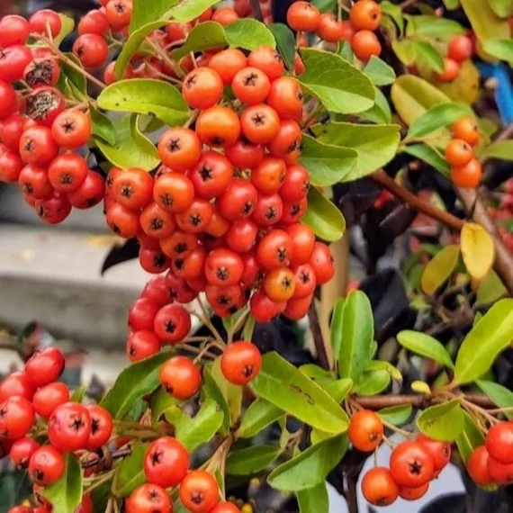Pyracantha coccinea Orange Glow - Tűztövis