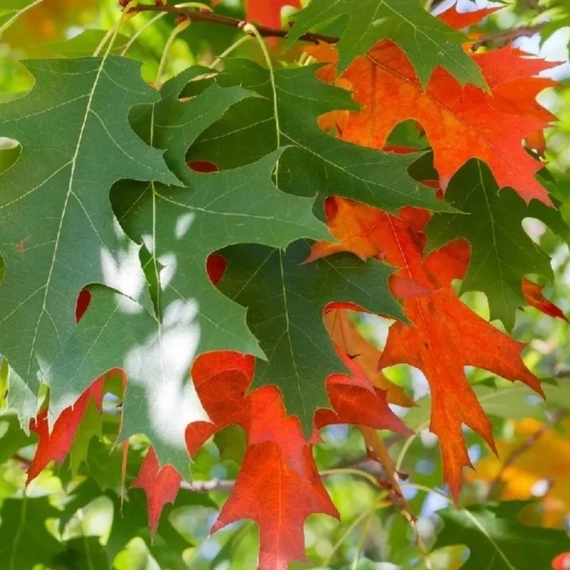 Quercus rubra - Vörös tölgy