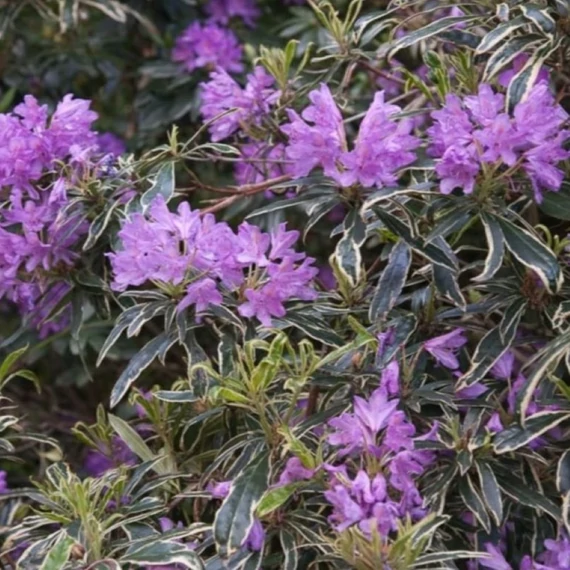 Rhododendron Variegatum - Tarka levelű, örökzöld havasszépe