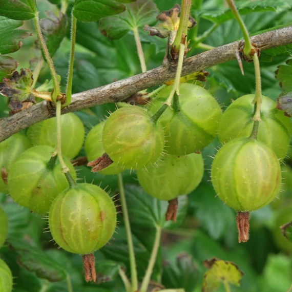 Ribes grossularia Zöld Győztes -  Magastörzsű köszméte