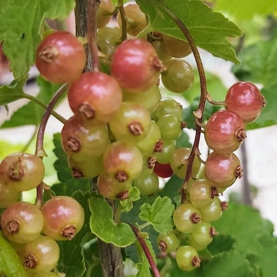 Ribes rubrum Jonkheer van Tets - Piros ribizli