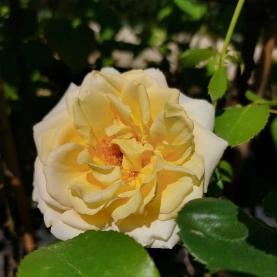 Rosa Golden Sun  - Sárga talajtakaró rózsa