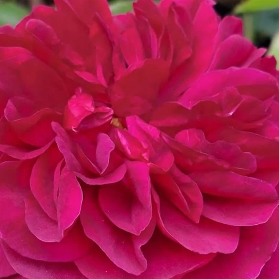 Rosa Magenta  - Magenta magastörzsű rózsa