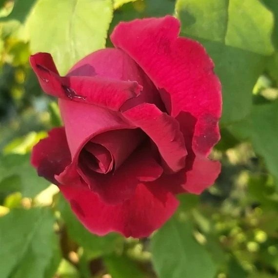 Rosa Mr. Lincoln - Bársony bordó magastörzsű rózsa