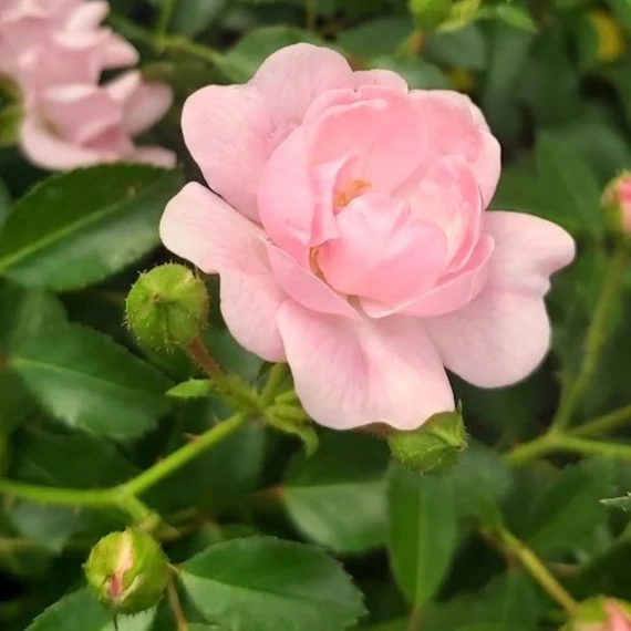 Rosa The Fairy - Magastörzsű rózsaszín csüngőrózsa