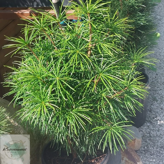 Sciadopitys verticillata - Japán ernyőfenyő